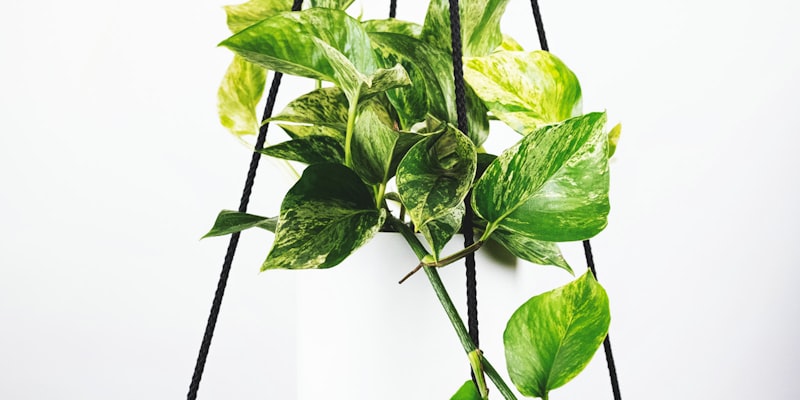 世界杯决赛现场盛况 - 球迷欢呼与球场灯光